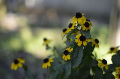 Прикрепленное изображение: _DSC7013.JPG